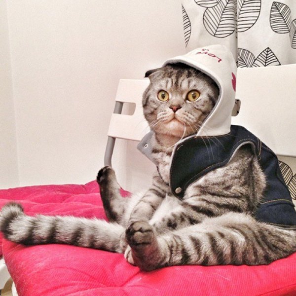 Смешной кот сидит