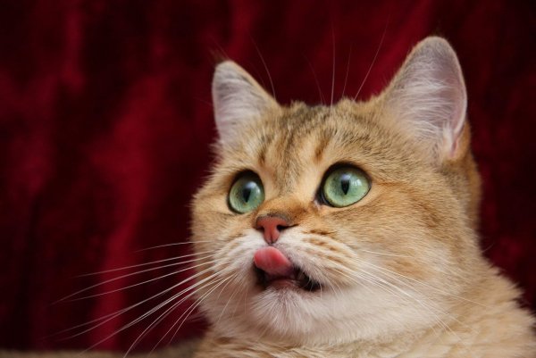 Смешные кошаки