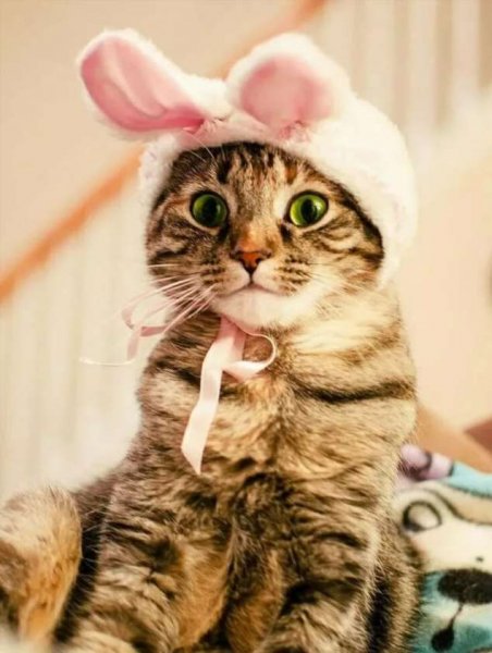 Прикольные кошки