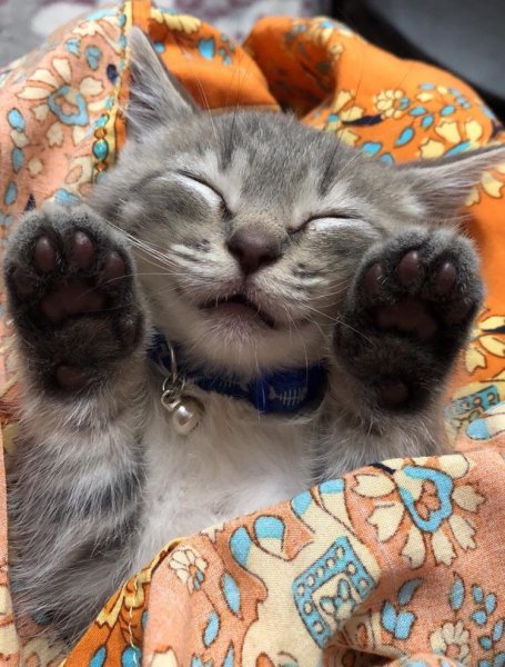 Прикольные коты