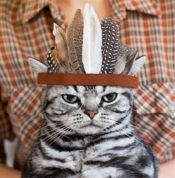 Забавный кот