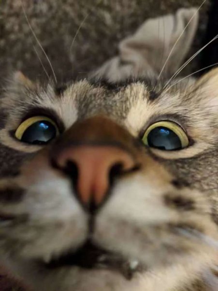 Смешной кот