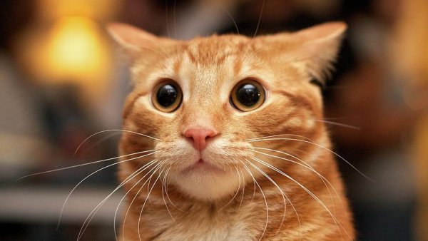 Смешной кот