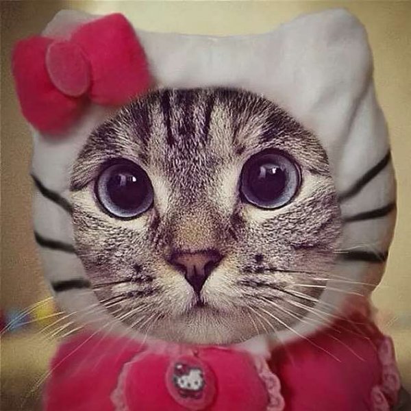 Прикольные кошки