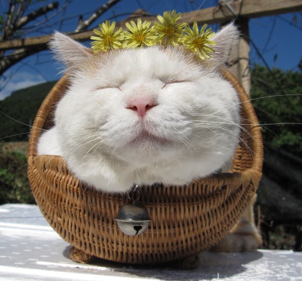 Счастливый кот