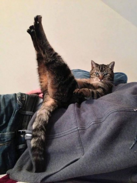 Кот с вытянутыми лапами