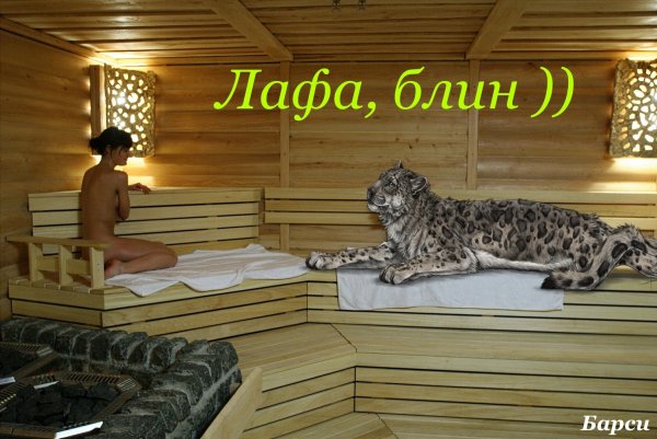 Кот в парилке