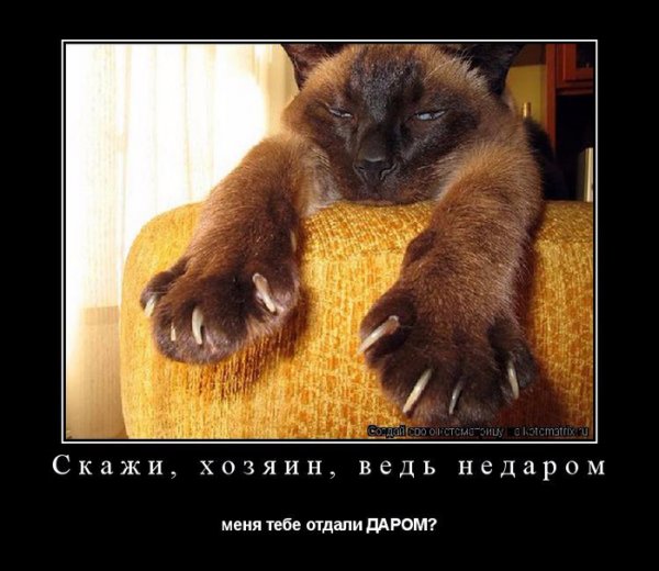 Массаж прикольные