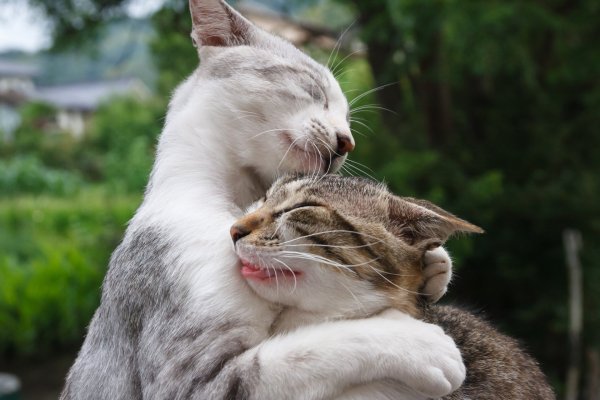 Котики обнимаются