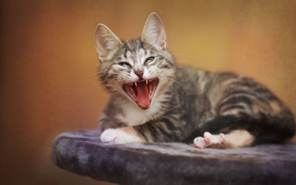 Кошка зевает