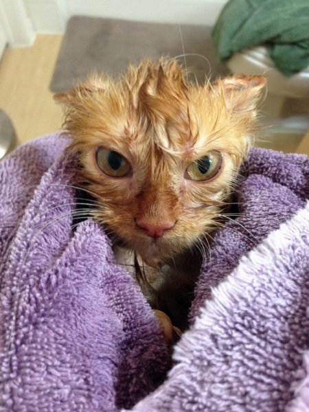 Ржачные коты