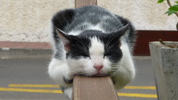 Коты пофигисты