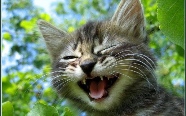 Смешной кот улыбается