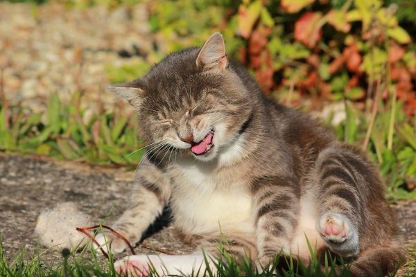Веселый котик