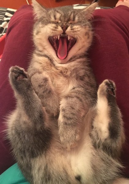 Кот ржет