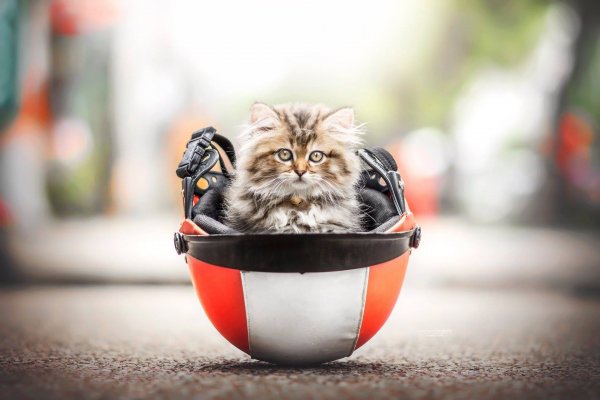 Смешные котята
