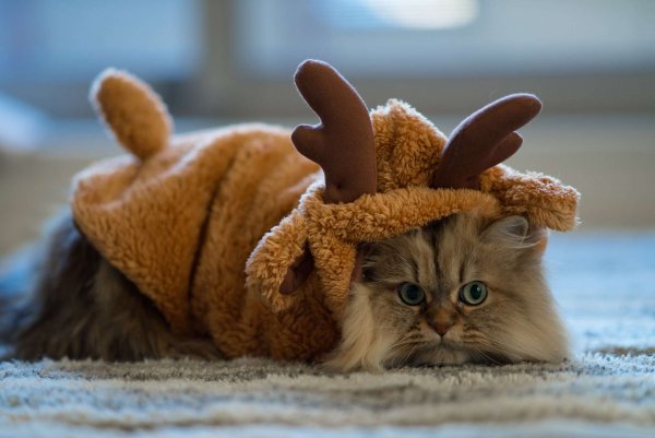 Костюм оленя для кота