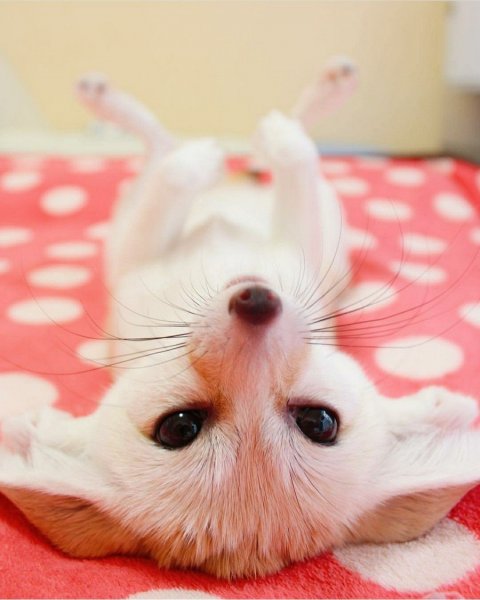 Милота животные