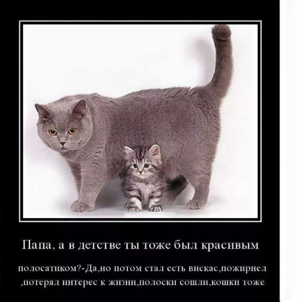 Прикольные демотиваторы