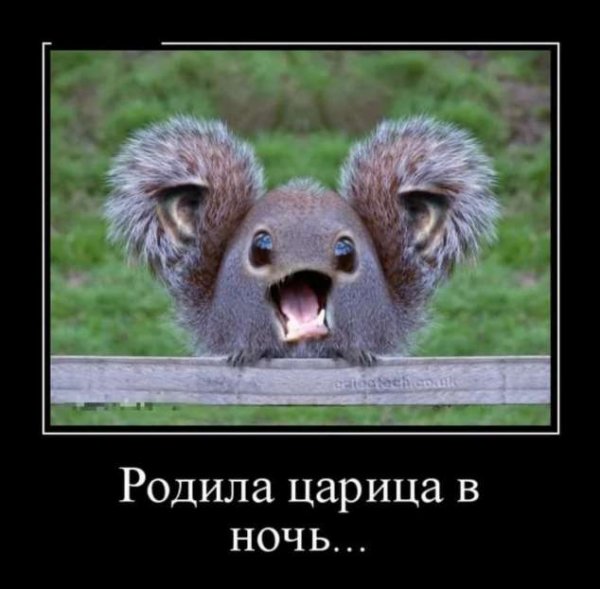 Демотиваторы приколы