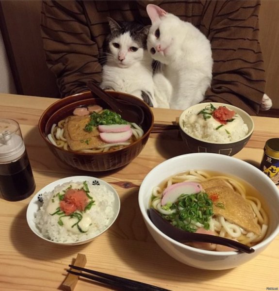 Ужин с котом