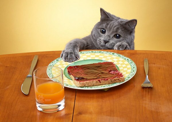 Кот ворует со стола