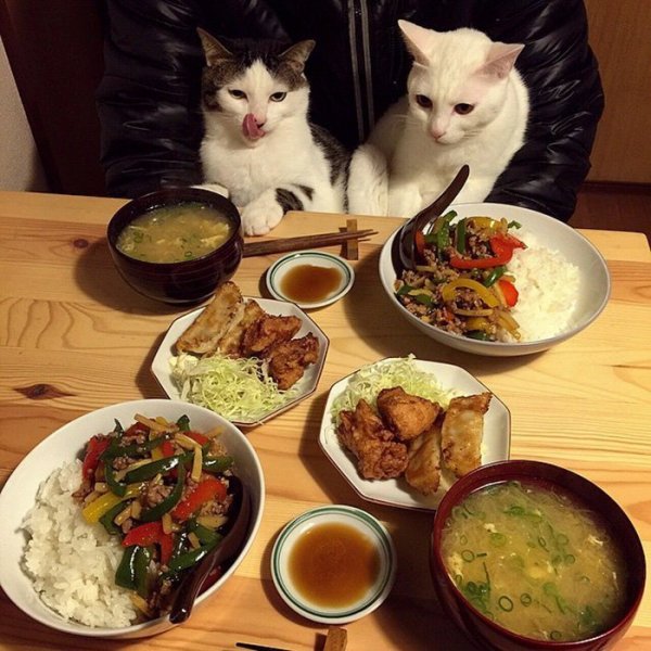 Котик за столом с едой