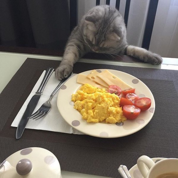 Обед прикол