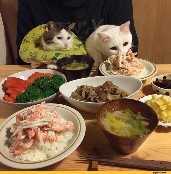 Котики и питание приколы