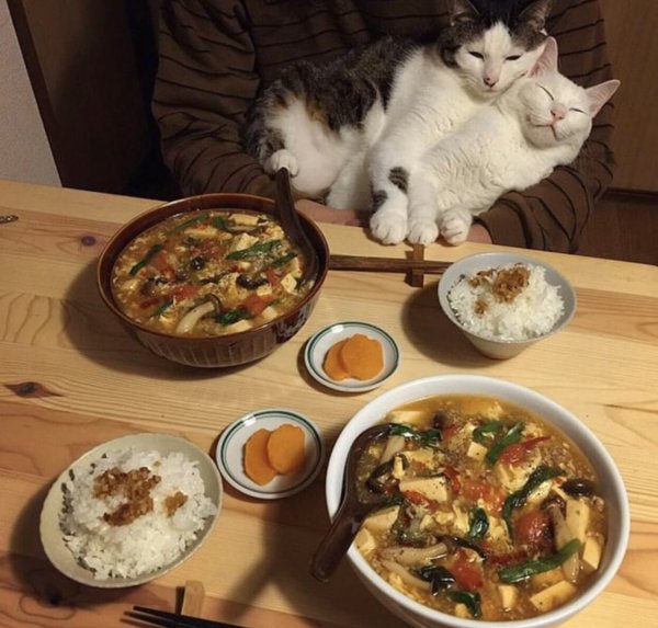 Кот ужинает