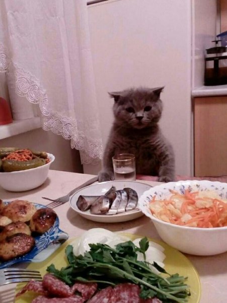 Кот ужинает
