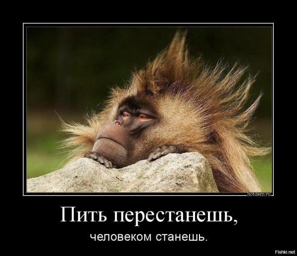 Похмелье приколы