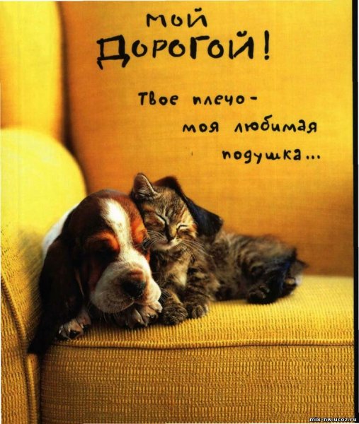 Прикольные открытки любимому