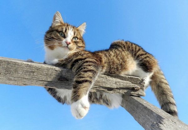 Прикольные надписи с котами