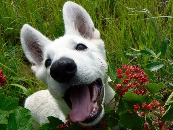 Веселые животные