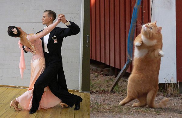 Кошачий вальс
