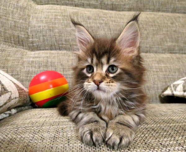 Мимишные котята