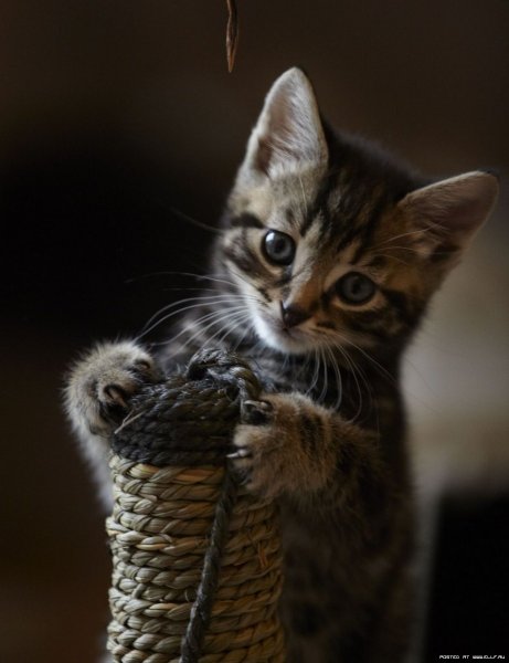 Интересные котята