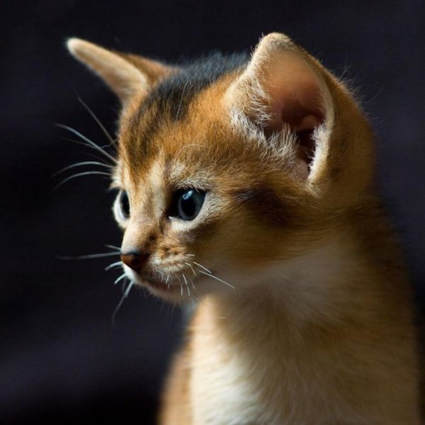 Забавные котята