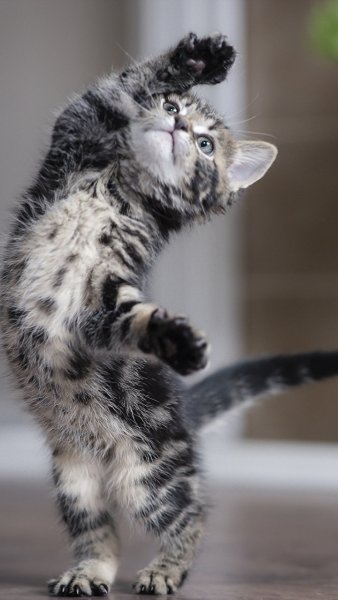 Смешные котята