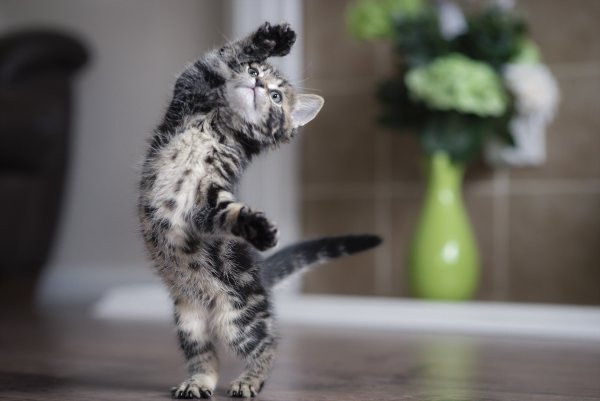 Игривый котенок