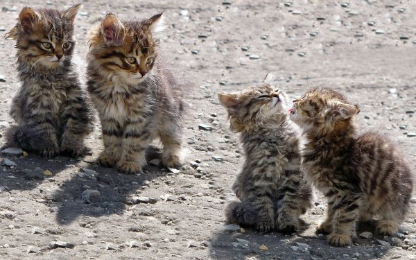 Картинки смешные котята