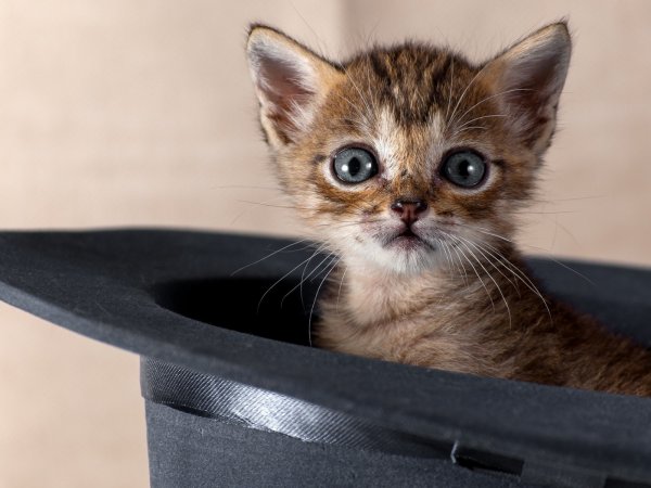 Котята милые и смешные
