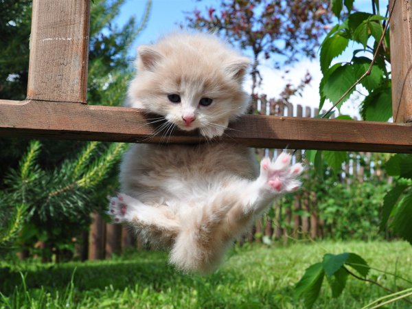 Забавные котята
