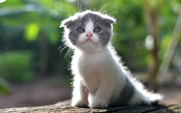 Милые котики