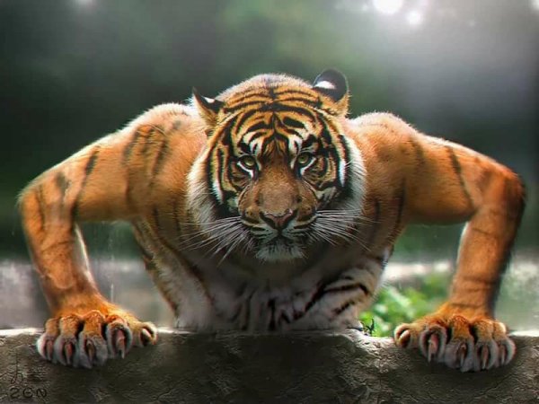 Прикольные картинки про тигра (49 фото)