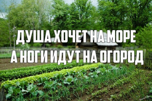 Приколы про дачу