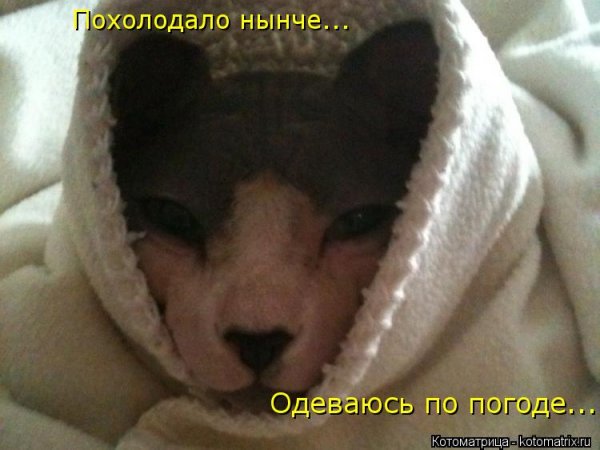Похолодало приколы