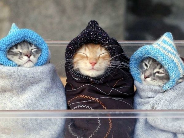 Кот и холод