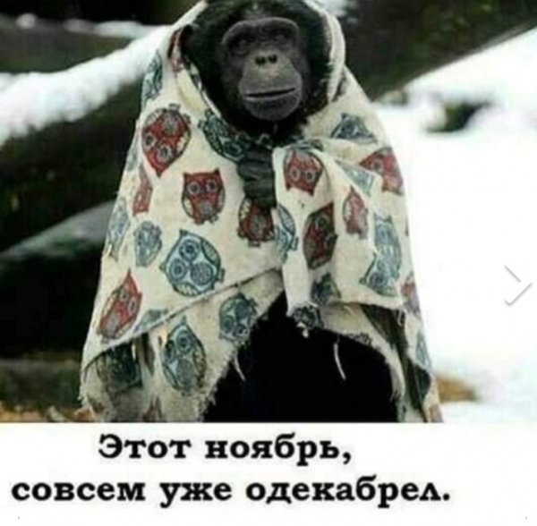 Обезьяна в платке